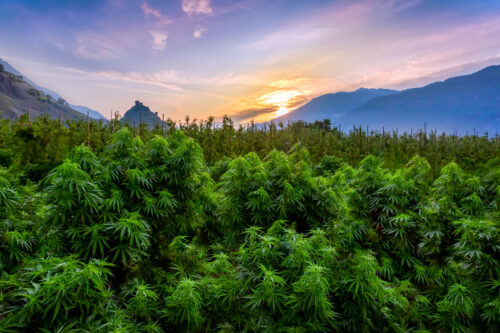 Les produits naturels et leur potentiel inexploité